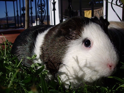 Mascota Mascota