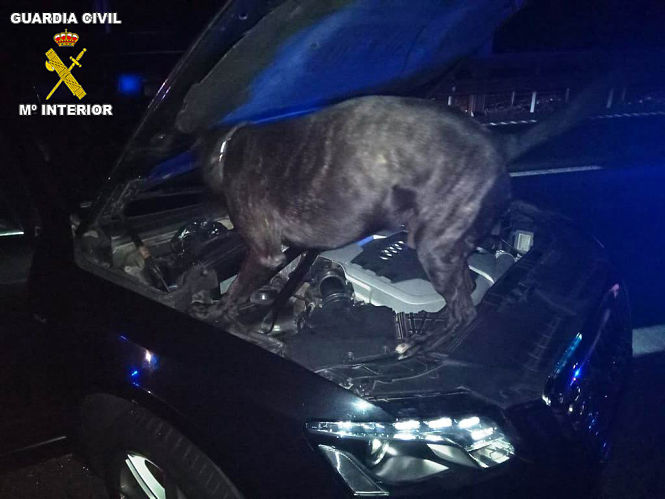 El perro Jupper en acción (OPC GUARDIA CIVIL)