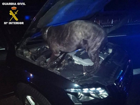 El perro Jupper en acción (OPC GUARDIA CIVIL) El perro Jupper en acción (OPC GUARDIA CIVIL)