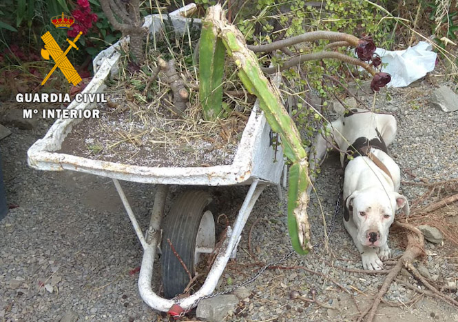 Perro abandonado en Almuñécar (OPC GUARDIA CIVIL)