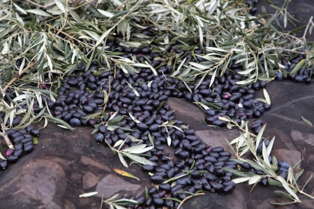 Aceitunas Aceitunas