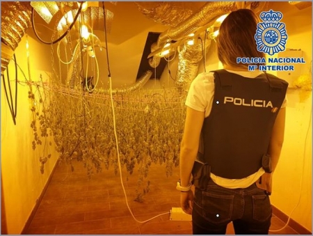 Plantación de marihuana en Dílar (POLICÍA NACIONAL) Plantación de marihuana en Dílar (POLICÍA NACIONAL)
