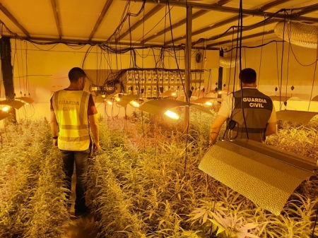 Plantación de marihuana encontrada en Albolote (GUARDIA CIVIL) Plantación de marihuana encontrada en Albolote (GUARDIA CIVIL)