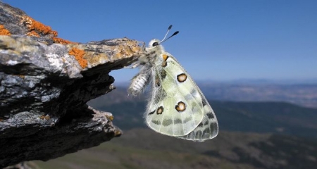 Mariposa Mariposa