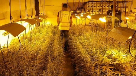 Marihuana Marihuana