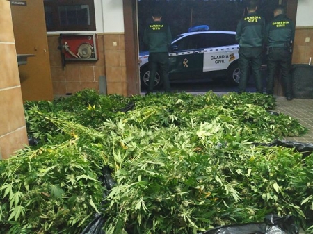 Plantas de matihuana incautadas (GUARDIA CIVIL) Plantas de matihuana incautadas (GUARDIA CIVIL)