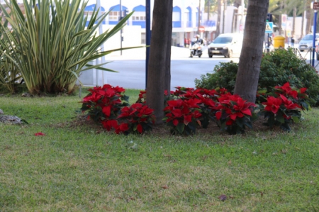 Pascueros en Almuñécar (AYTO. ALMUÑÉCAR) Pascueros en Almuñécar (AYTO. ALMUÑÉCAR)