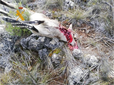 Una de las cabras abatidas por el cazador investigado por la Guardia Civil (GUARDIA CIVIL) Una de las cabras abatidas por el cazador investigado por la Guardia Civil (GUARDIA CIVIL)