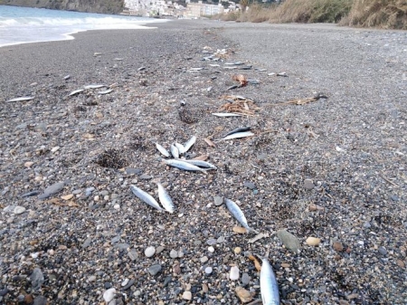 Peces muertos en la playa de El Peñón (ECOLOGISTAS EN ACCIÓN) Peces muertos en la playa de El Peñón (ECOLOGISTAS EN ACCIÓN)