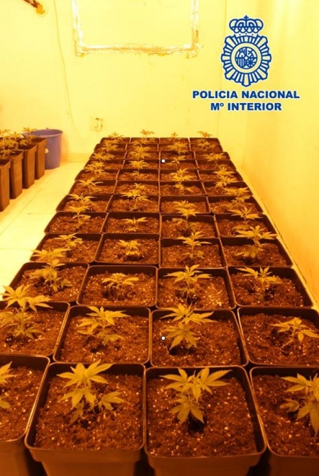 Esquejes de marihuana incautados (POLICIA NACIONAL) Esquejes de marihuana incautados (POLICIA NACIONAL)