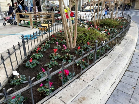 Alguna de las plantas que se han repuesto (AYTO. GRANADA) Alguna de las plantas que se han repuesto (AYTO. GRANADA)