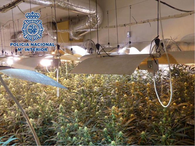 Plantación de marihuana (POLICIA ANCIONAL)