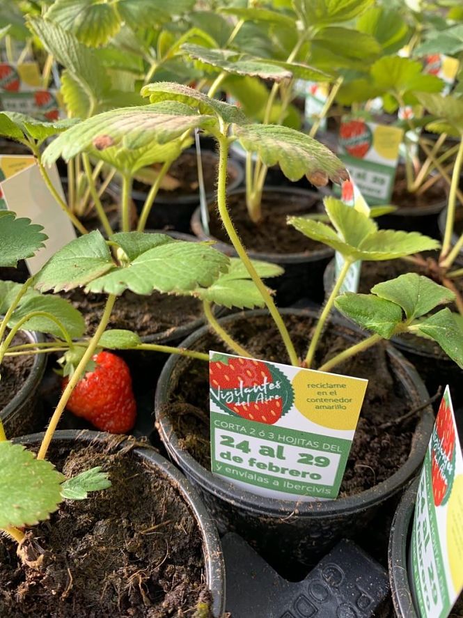 Planta de fresa para medir la calidad del aire (FUNDACIÓN DESCUBRE)