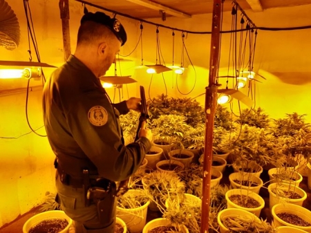 Una de las plantaciones incautadas (GUARDIA CIVIL) Una de las plantaciones incautadas (GUARDIA CIVIL)