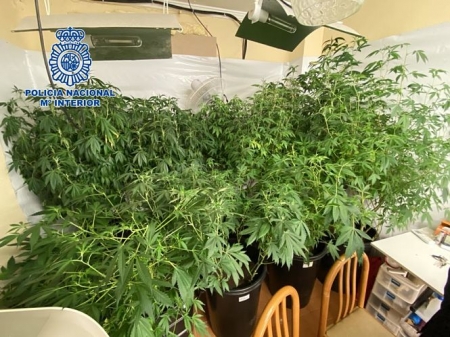 Plantación de marihuana incautada en Motril (POLICIA NACIONAL) Plantación de marihuana incautada en Motril (POLICIA NACIONAL)