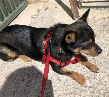 Perro