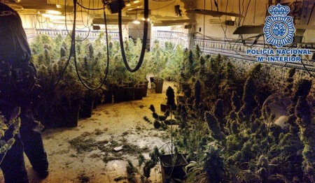 Una plantación de marihuana en Granada (POLICÍA NACIONAL) Una plantación de marihuana en Granada (POLICÍA NACIONAL)