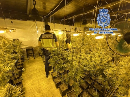 Plantación de marihuana en Salobreña (POLICÍA NACIONAL) Plantación de marihuana en Salobreña (POLICÍA NACIONAL)
