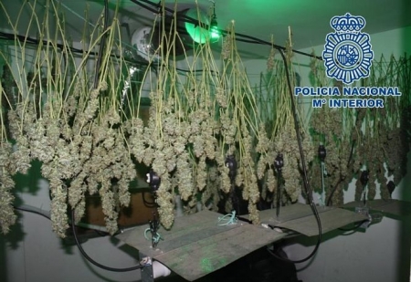 Cogollos de marihuana colgados para el secado intervenidos por la Policía (POLICÍA NACIONAL) Cogollos de marihuana colgados para el secado intervenidos por la Policía (POLICÍA NACIONAL)