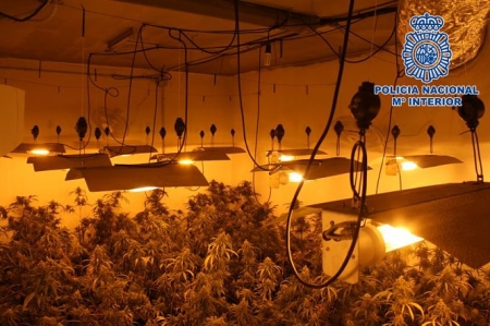 Una de las plantaciones de marihuana (POLICÍA NACIONAL) Una de las plantaciones de marihuana (POLICÍA NACIONAL)