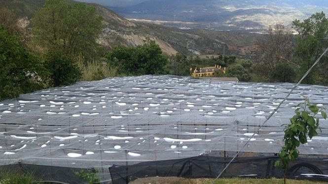 Malla antigranizo en un cultivo (VOX) 
