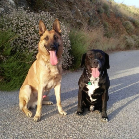 Patrulla canina de Almuñécar (AYTO. ALMUÑECAR) Patrulla canina de Almuñécar (AYTO. ALMUÑECAR)