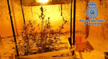 Plantación incautada en Baza (POLICIA NACIONAL)