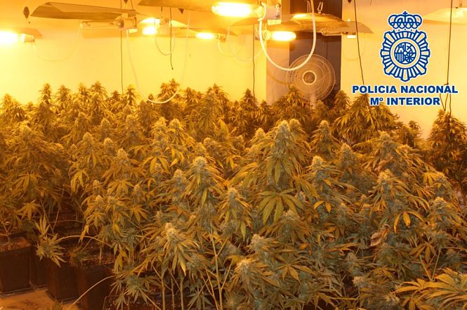 Una de las plantaciones indoor (POLICÍA NACIONAL)