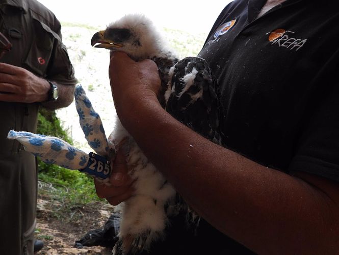 Ejemplar de águila de Bonelli (AQUILA A-LIFE) 