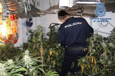 Imagen de archivo de una plantación de marihuana intervenida en una vivienda de Granada (POLICÍA NACIONAL) Imagen de archivo de una plantación de marihuana intervenida en una vivienda de Granada (POLICÍA NACIONAL)