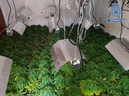 Plantación de marihuana en una imagen de archivo (POLICÍA NACIONAL/ARCHIVO) Plantación de marihuana en una imagen de archivo (POLICÍA NACIONAL/ARCHIVO)