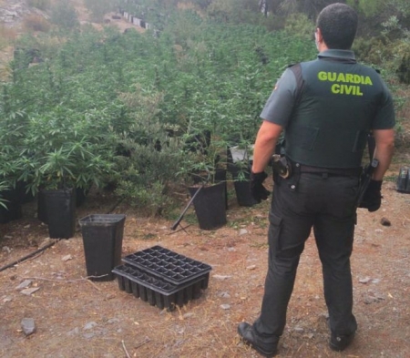 Plantación de marihuana en Los Guájares (GUARDIA CIVIL) Plantación de marihuana en Los Guájares (GUARDIA CIVIL)