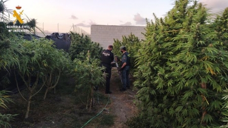 Plantación de marihuana (GUARDIA CIVIL) Plantación de marihuana (GUARDIA CIVIL)