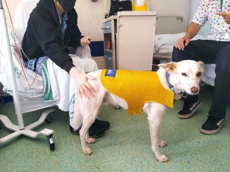 El perro Pecas, de la unidad de terapia canina integrada por perros adiestrados que realizan sesiones de rehabilitación a pacientes pediátricos oncológicos (JUNTA) El perro Pecas, de la unidad de terapia canina integrada por perros adiestrados que realizan sesiones de rehabilitación a pacientes pediátricos oncológicos (JUNTA)