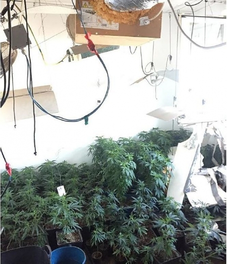 Marihuana intervenida en operación policial (POLICÍA NACIONAL) Marihuana intervenida en operación policial (POLICÍA NACIONAL)