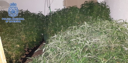 Una de las plantaciones desmanteladas (POLICÍA NACIONAL) 