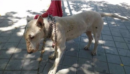 Perro abandonado atado en una calle de Granada (REMITIDO POR ASOCIACIÓN) Perro abandonado atado en una calle de Granada (REMITIDO POR ASOCIACIÓN)