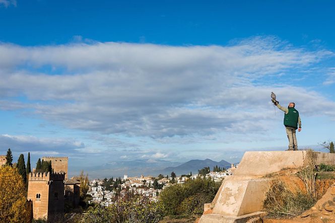 Un halcón sobrevuela la Alhambra para prevenir la presencia de palomas (JUNTA)