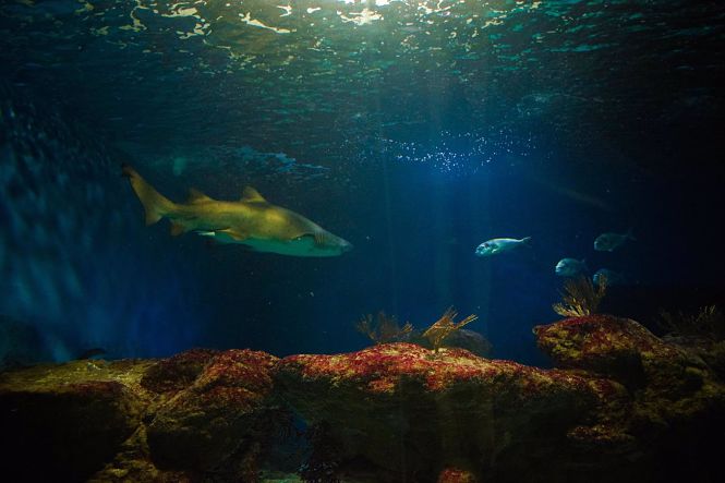 Acuario de Almuñécar (AYUNTAMIENTO)