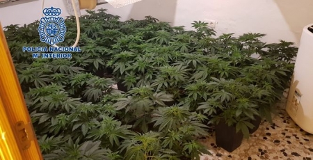 Una de las plantaciones desmanteladas (POLICIA NACIONAL)