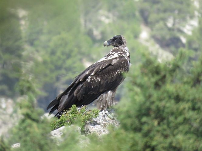 Ejemplar de quebrantahuesos (JUNTA DE ANDALUCÍA)