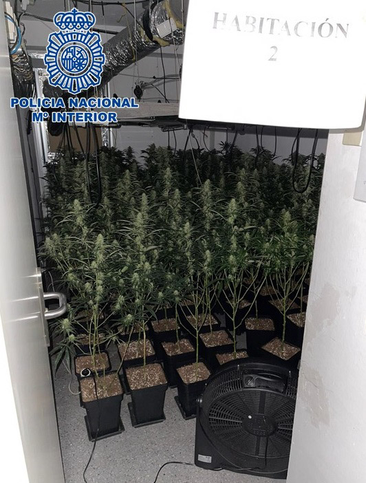 Imagen de una las plantaciones (POLICÍA NACIONAL) 