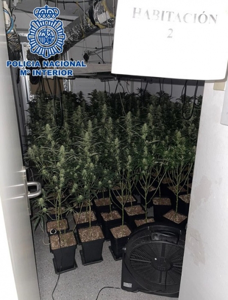 Imagen de una las plantaciones (POLICÍA NACIONAL) 