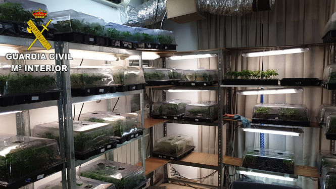 Imagen de las plantas incautadas (GUARDIA CIVIL) 