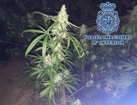 Cannabis sátiva (POLICÍA) Cannabis sátiva (POLICÍA)