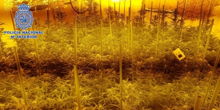 Una de las plantaciones desarticuladas (POLICÍA NACIONAL) Una de las plantaciones desarticuladas (POLICÍA NACIONAL)