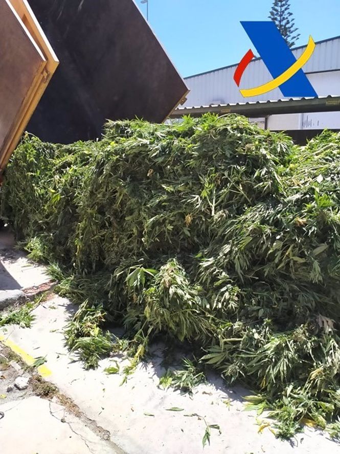 Desmantelada una plantación con 3.000 plantas de marihuana en un invernadero de Vélez de Benaudalla (AGENCIA TRIBUTARIA)