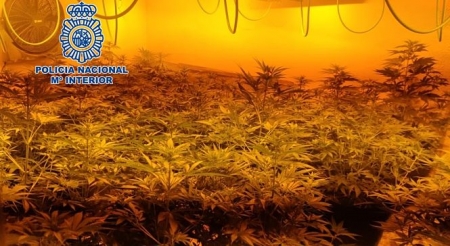 Una de las plantaciones desamnteladas (POLICIA NACIONAL