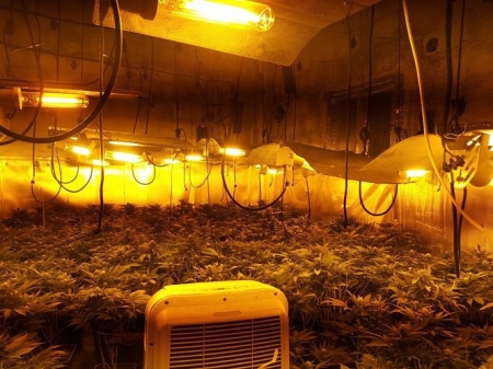 Plantación de marihuana desmantelada en Granada, en imagen de archivo (POLICÍA LOCAL) 