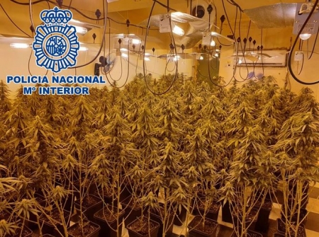 Imagen de una plantación de marihuana (POLICIA NACIONAL) Imagen de una plantación de marihuana (POLICIA NACIONAL)